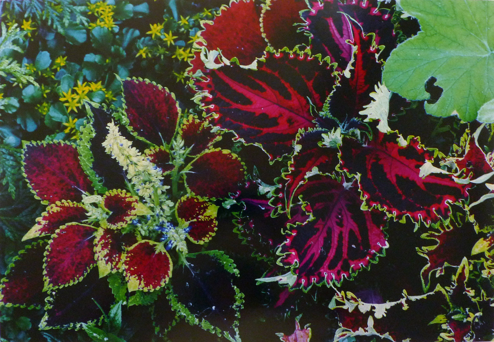 Flowers, Coleus, Rockport, Maine, 1982
