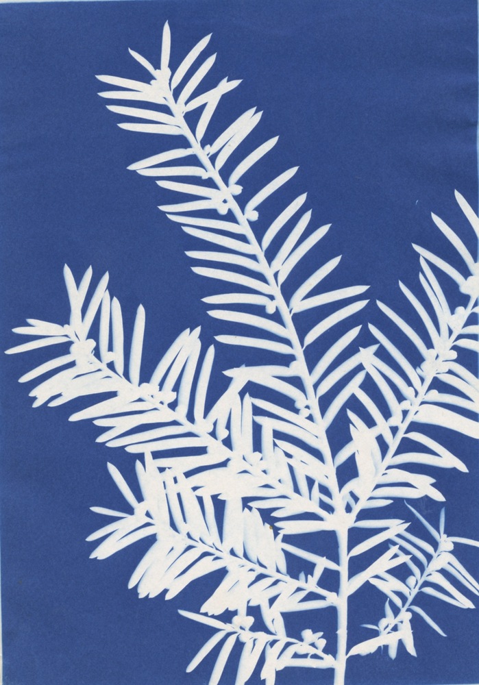 Plant Photogram, c. 1900