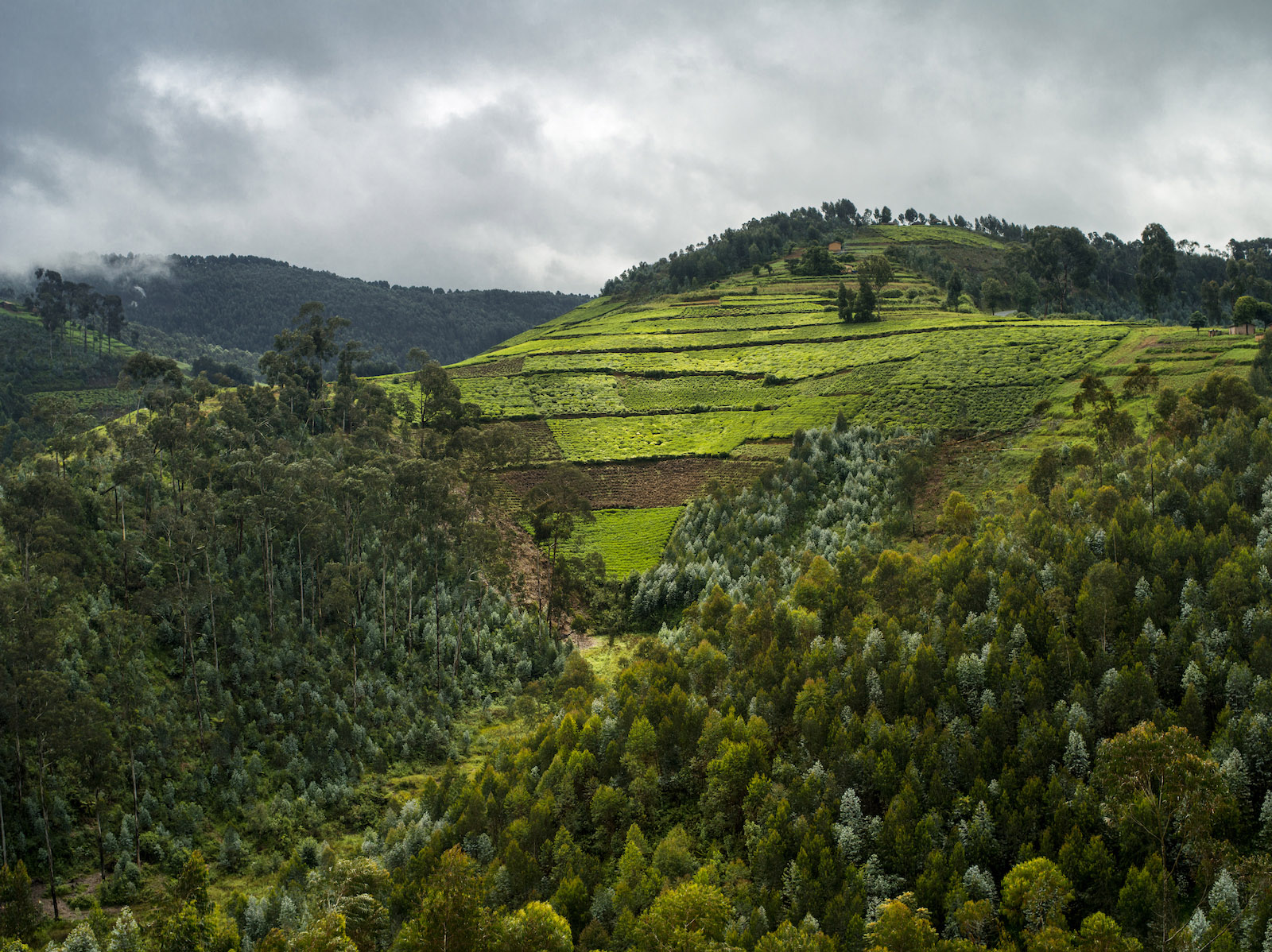 Sans titre, Forêt primaire de Nyungwe, Rwanda, 2013