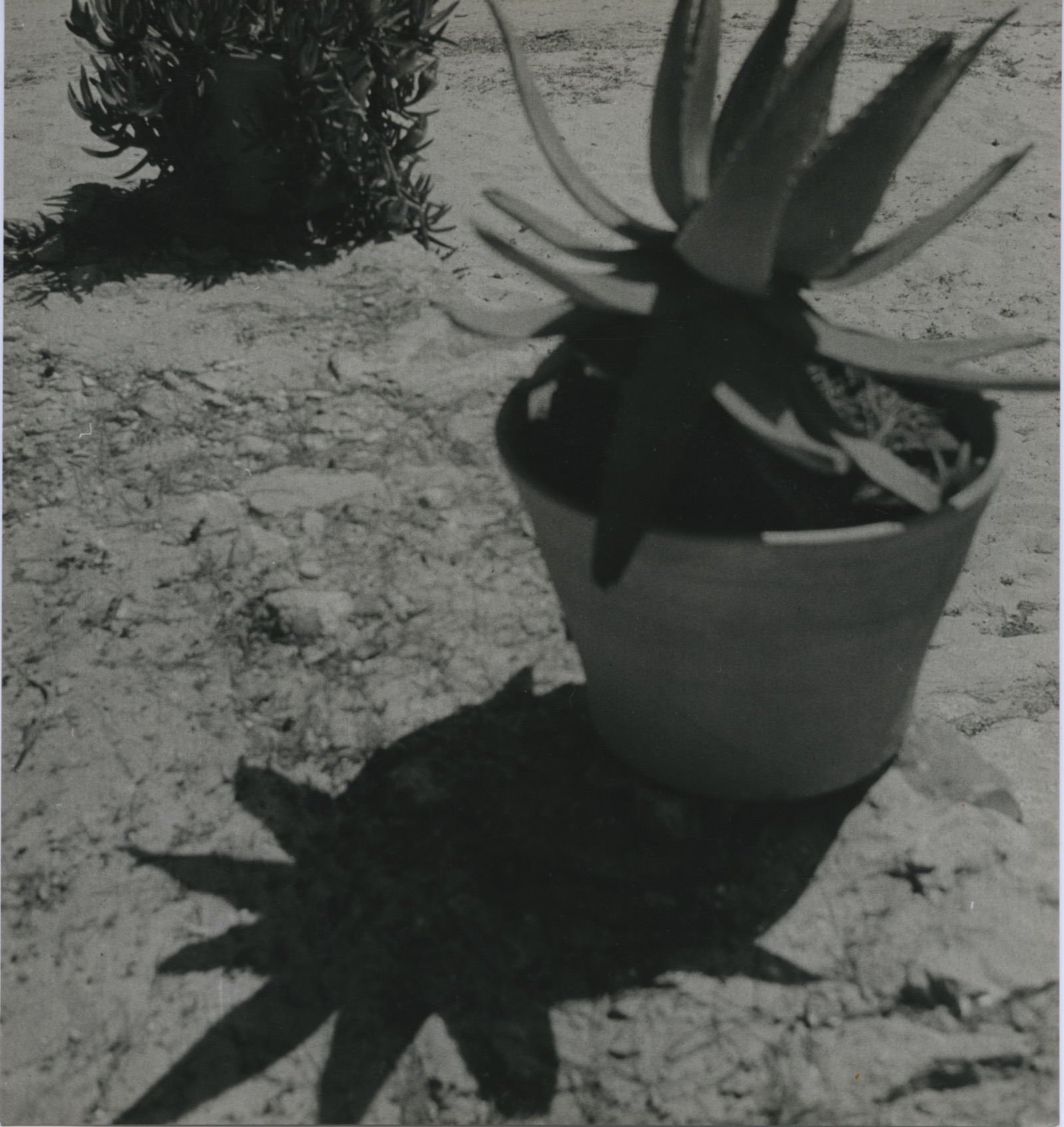 Cactus, c. 1932