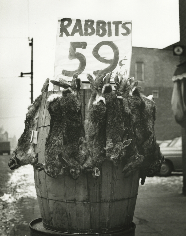 Rabbits, Southside, Chicago, 1951