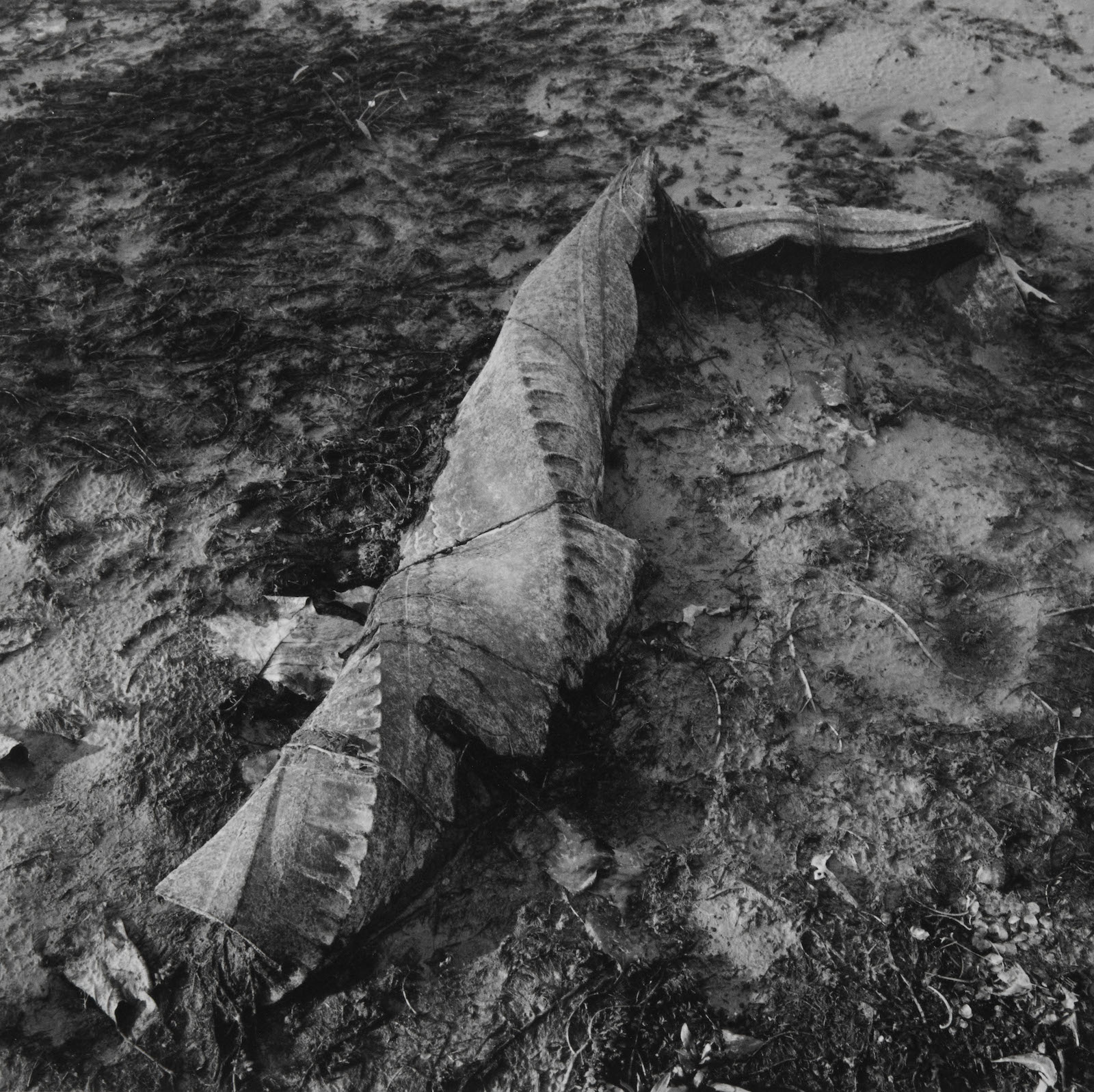 Untitled, Lake Lemon, IN, 1976