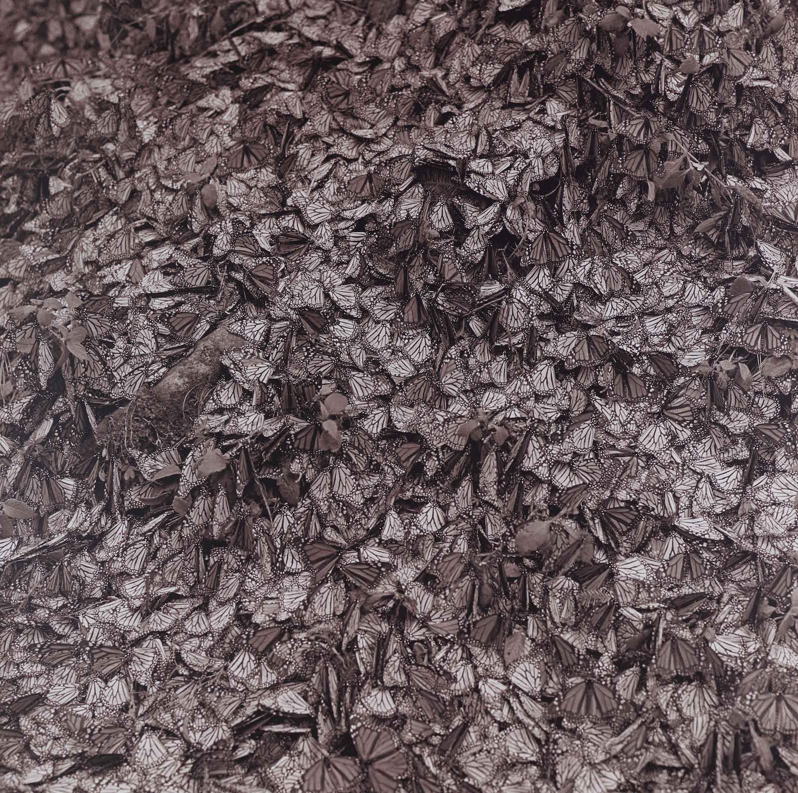 Untitled, Michoacn, Mexico, 1997